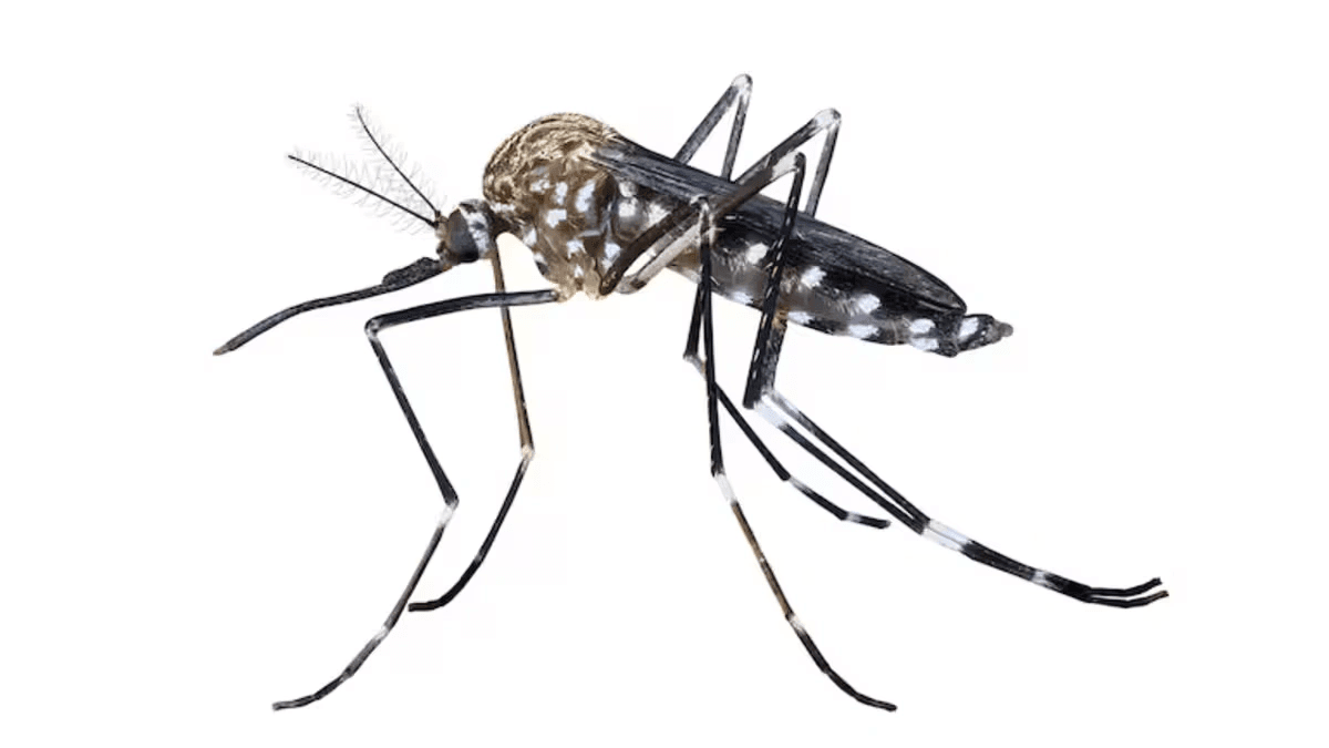 ¿Por qué se celebra el Día Mundial del Mosquito?