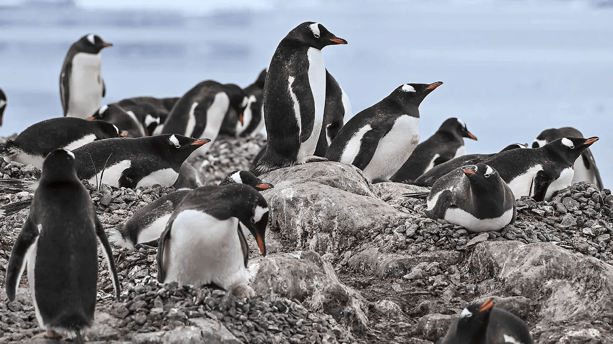 Pingüinos de la Antártida adelantan su época de cría por el cambio climático