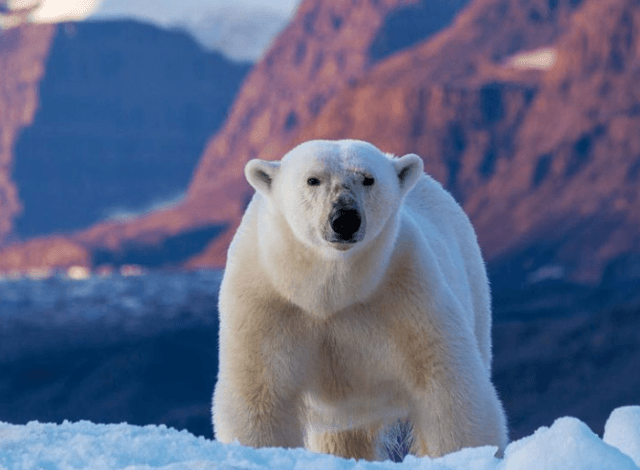 Oso polar hiere a tres miembros de una familia en Siberia