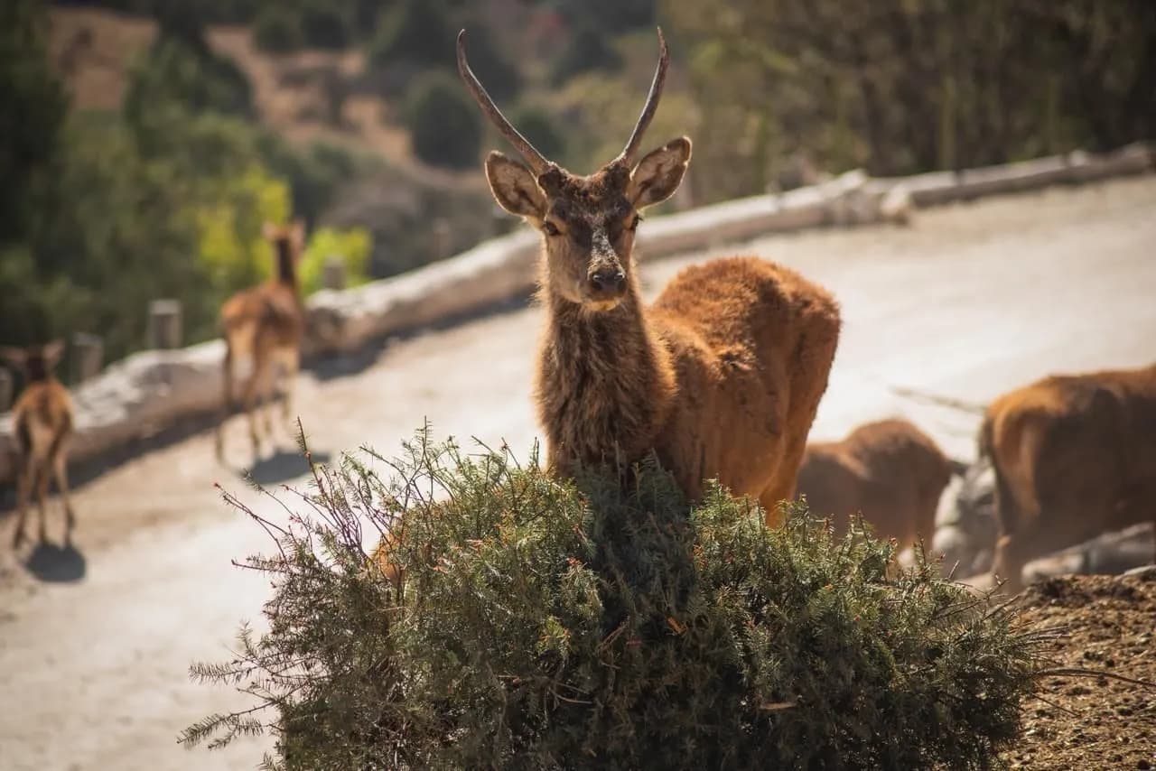 Cumple campaña Verde Navidad meta de acopio de árboles naturales