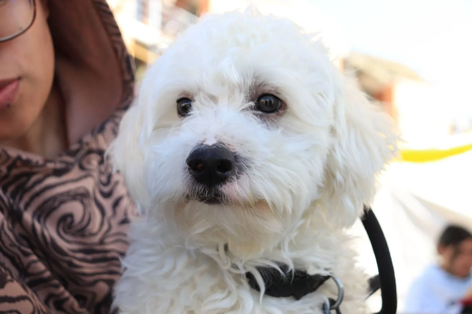 Acerca Ayuntamiento servicios gratuitos de bienestar animal a colonias de la capital