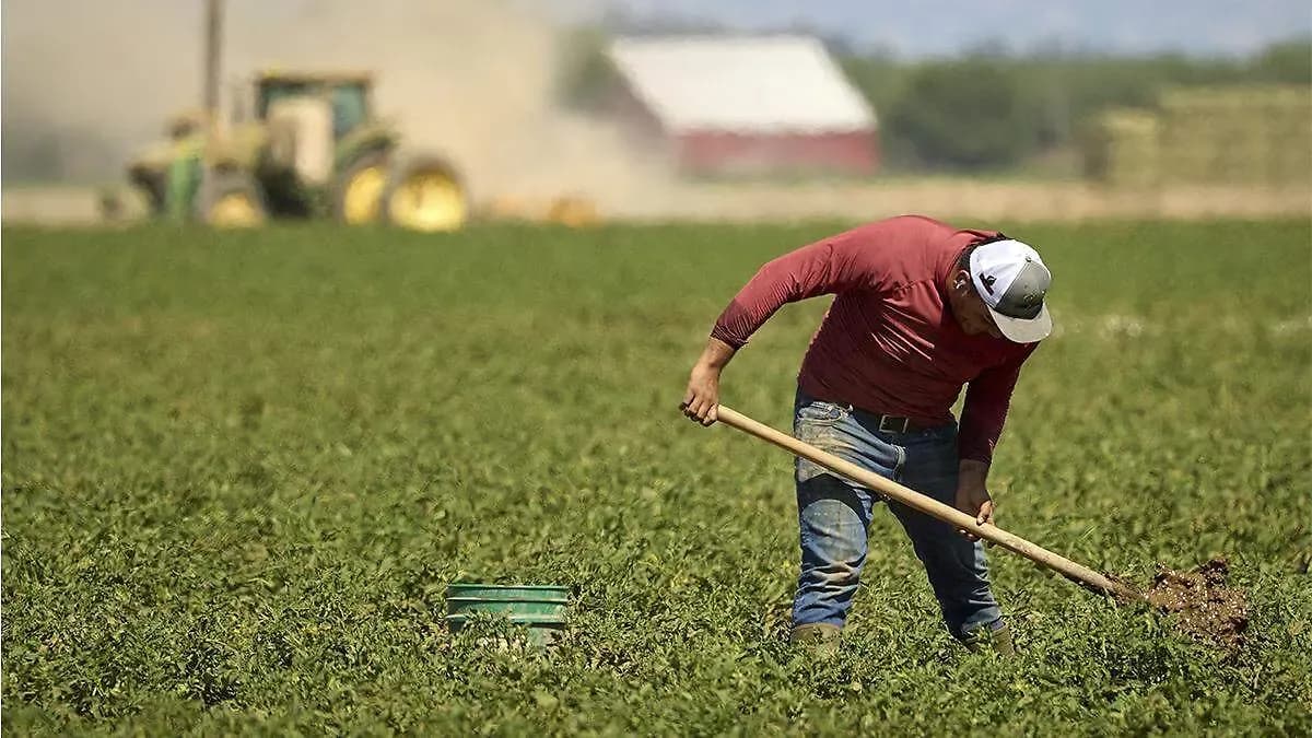 EU acusa a tres mexicanos de reclutar trabajadores agrícolas y someterlos a trabajo forzoso