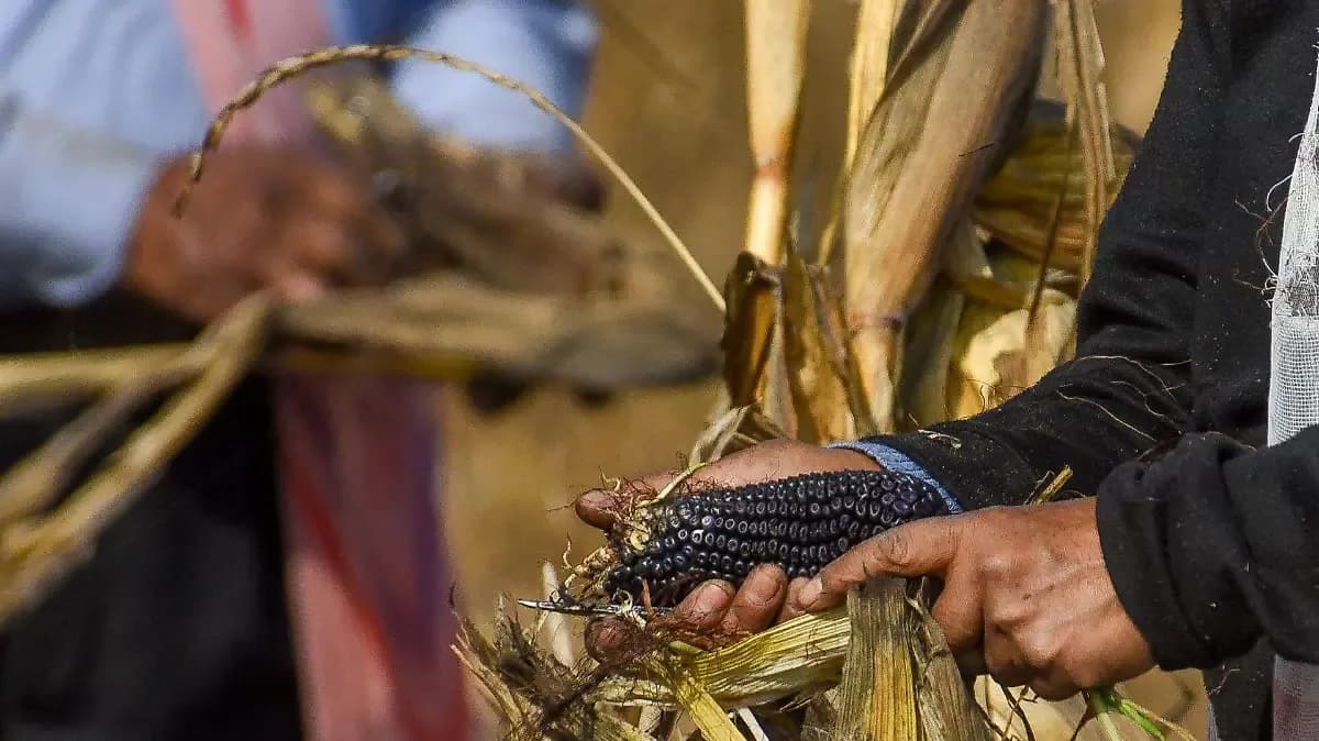 Pedimos que no se celebre el Mundial en México, advierten campesinos y transportistas a la FIFA