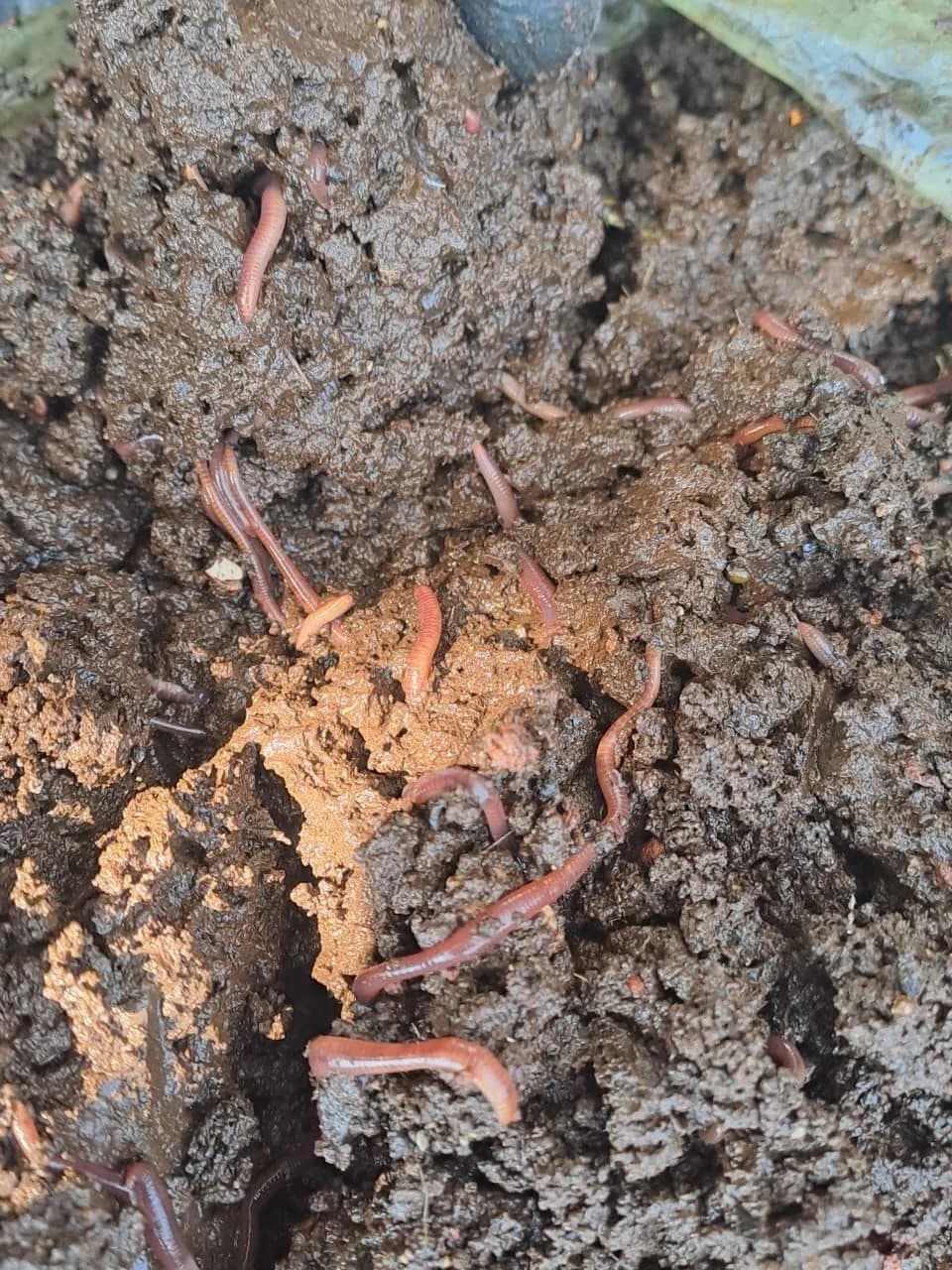 Pone en marcha Ayuntamiento proyecto de lombricomposta en Laguna de Chapulco