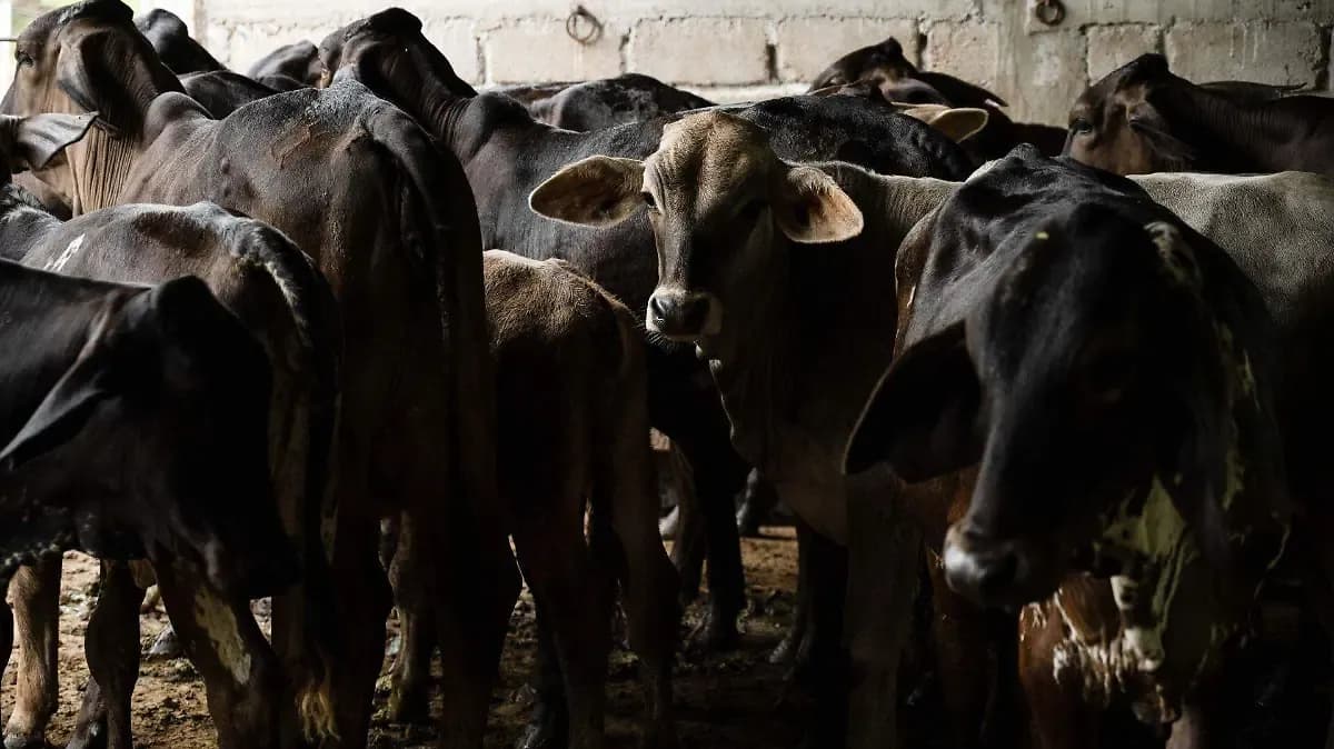 Senasica niega que sacrifiquen animales por gusano barrenador en San Luis Potosí