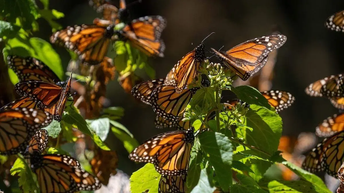 Mariposa monarca ocupa 64% más de superficie de bosque en México en temporada 2025-2026