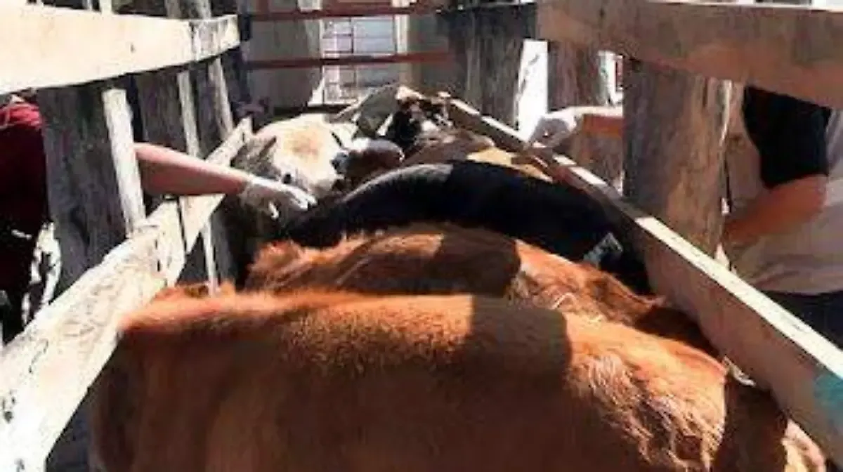 México sigue sin saber cuándo se abrirá la frontera con EU para exportar ganado: Sheinbaum