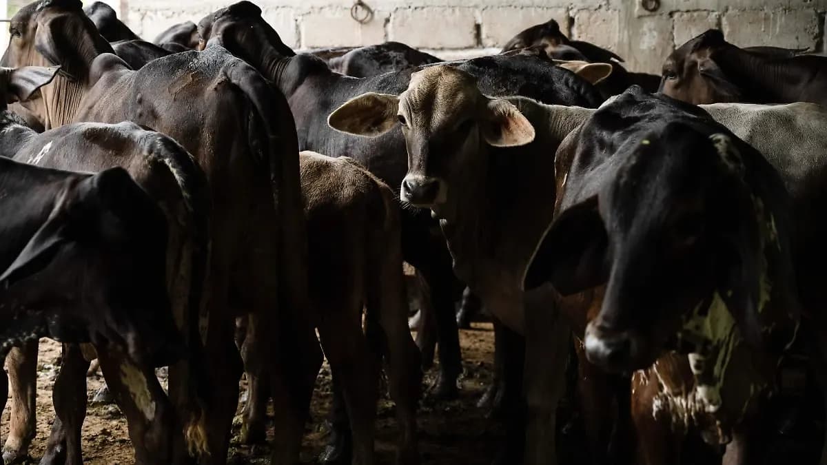 Estudiantes ayudan a pueblos indígenas a combatir el gusano barrenador: traducen material para prevenir la plaga