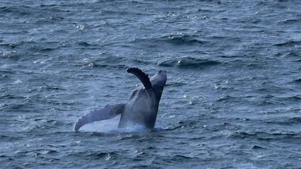 ONG logra frenar paso de buques con gas licuado natural en Sonora para proteger a ballenas