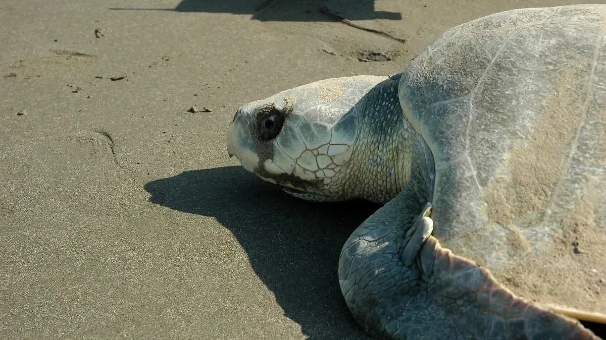 Limpian santuarios de tortugas tras derrame en Golfo de México