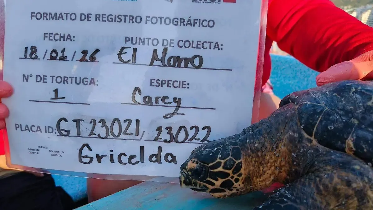 Piden a Semarnat prohibir festivales de papalote en playas, tras muerte de tortuga Gricelda en Acapulco