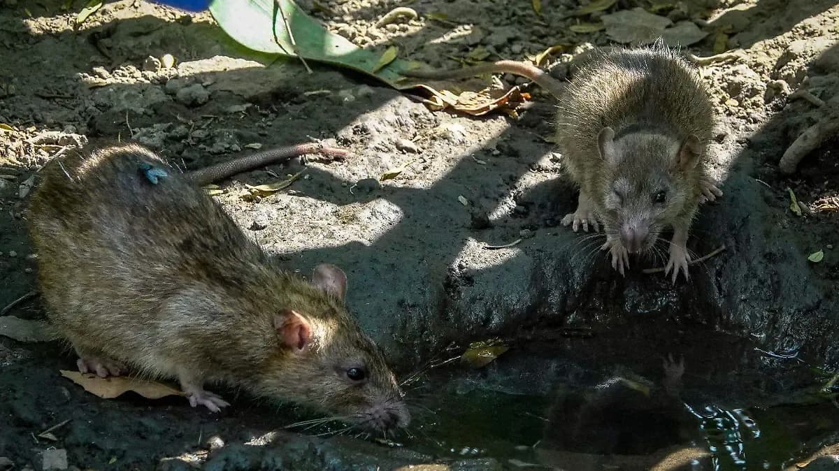 Secretaría de Salud emite aviso epidemiológico por brote multinacional de hantavirus