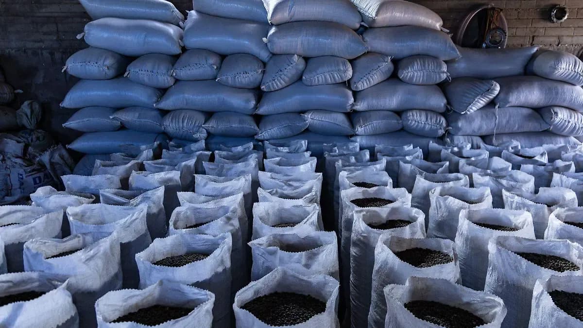 Productores de frijol en Zacatecas denuncian que acuerdo por precio de 27 mil pesos la tonelada no se respeta