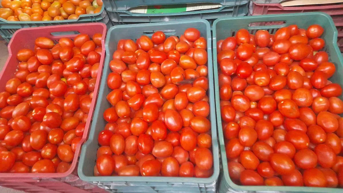 Se estabiliza el precio del jitomate: bajó de 57.22 a 47.68 pesos por kilo