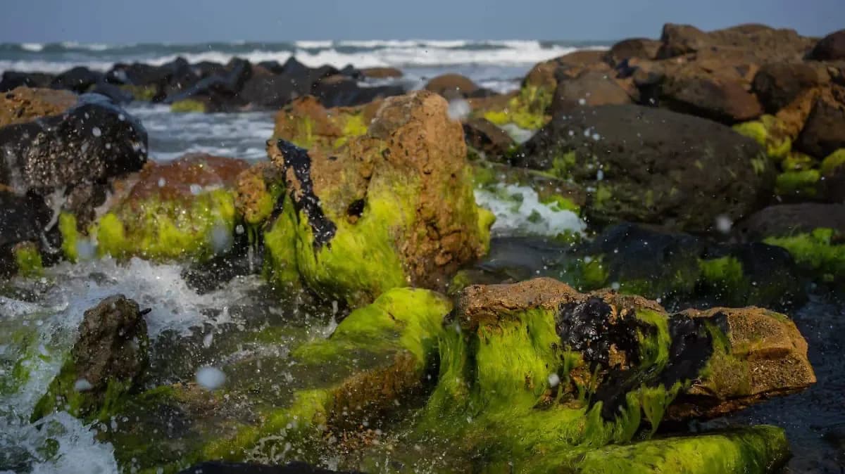 Nueva ola de expansión petrolera en México y EU amenaza al Golfo de México: Oceana