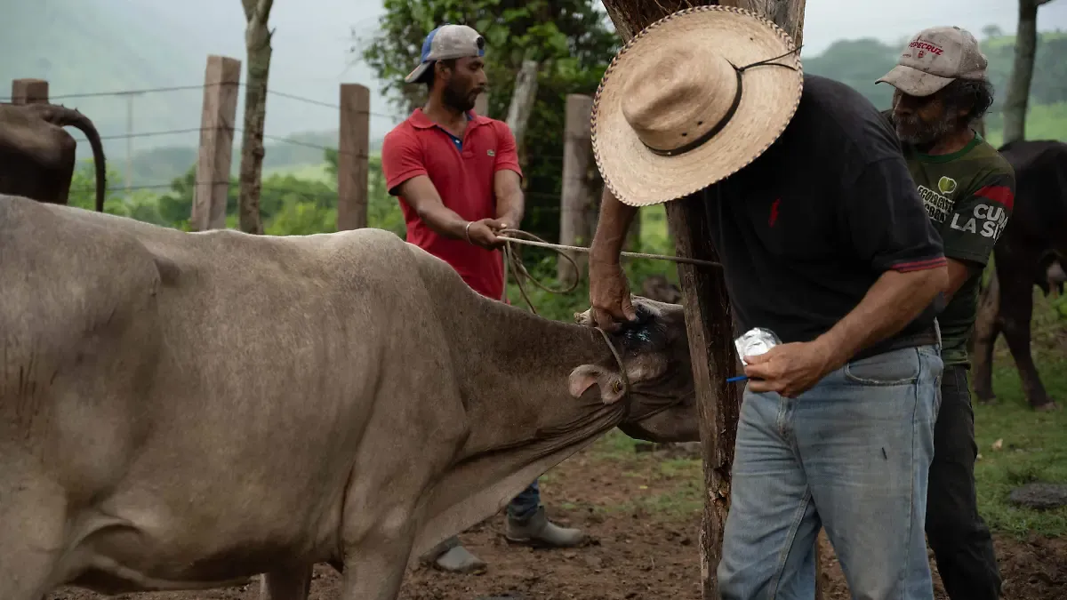 Ante los casos de GBG, acuerdan México y EU suspender intercambio de animales vivos