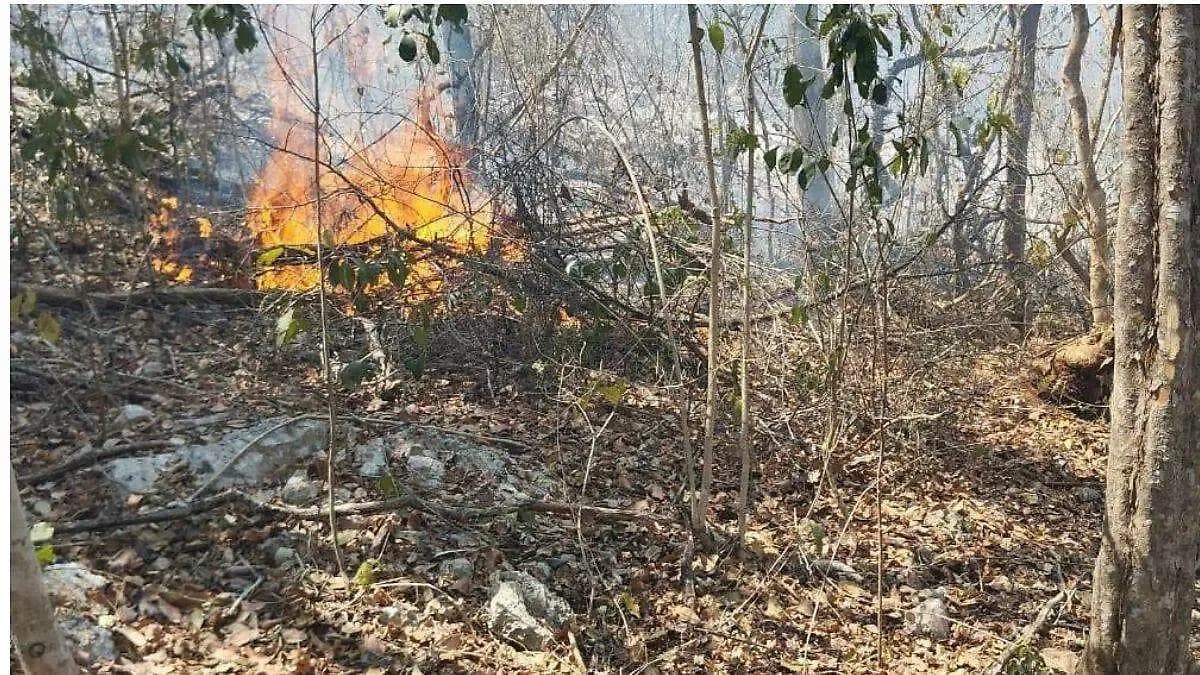 Incendios forestales en Campeche casi se triplican en primeros cinco meses de 2026