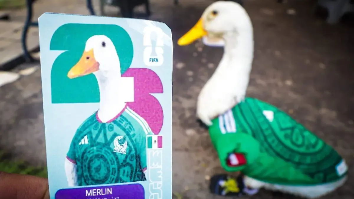 El pato Merlín y sus dueños serán invitados a la mañanera; “es un símbolo de nuestra cultura”, dice Sheinbaum