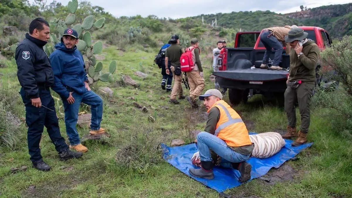 ¿Cómo murió el tigre de bengala Kenzo? Profepa explica qué ocurrió en el operativo para asegurarlo