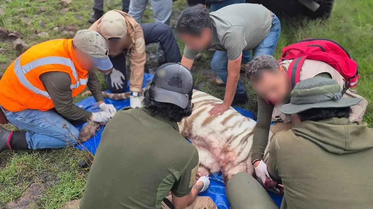 Patólogos expertos investigarán las causas de la muerte de Kenzo