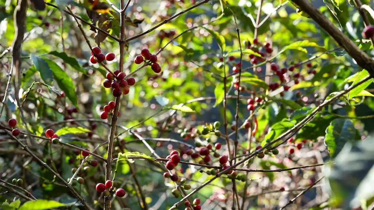 Buscan que productores nayaritas exporten café con mayor valor agregado