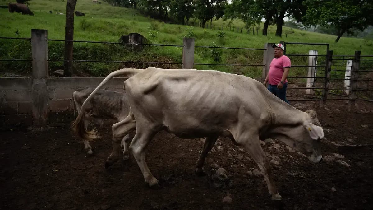 En 2026 aumentan casos de miasis por gusano barrenador