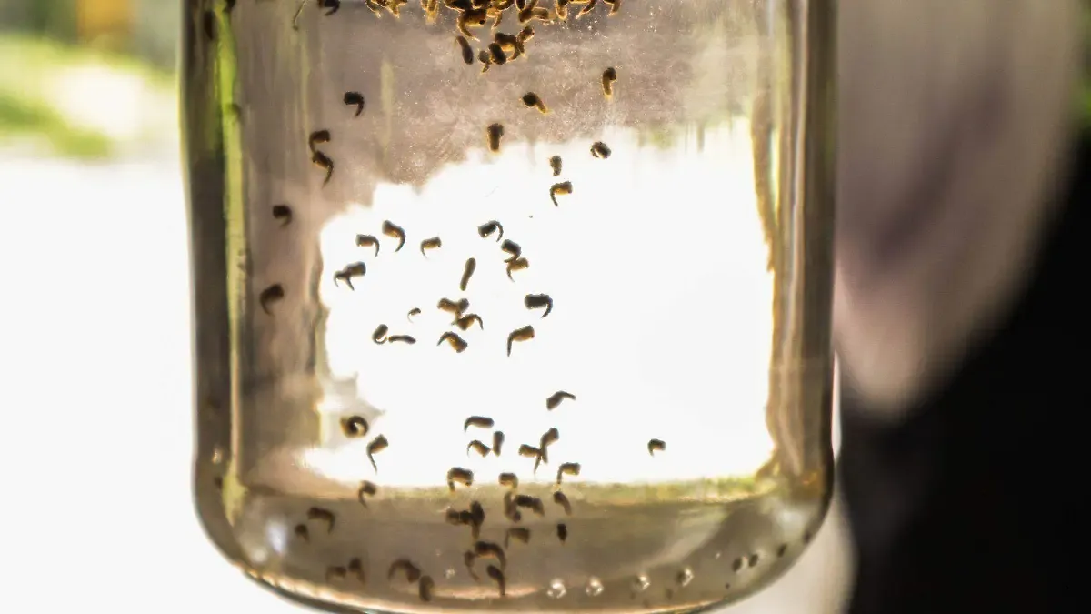 Dengue registra descenso de casos en Jalisco; prevén un incremento de contagios entre finales de julio y octubre