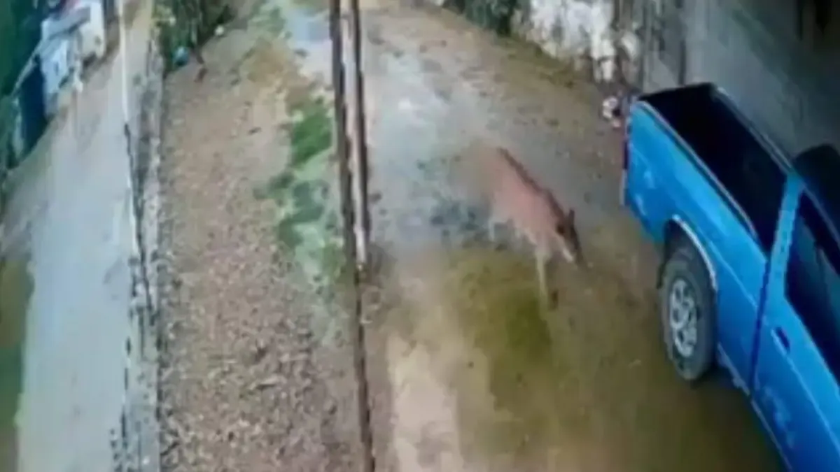 Puma moviliza operativo en comunidad de Landa de Matamoros