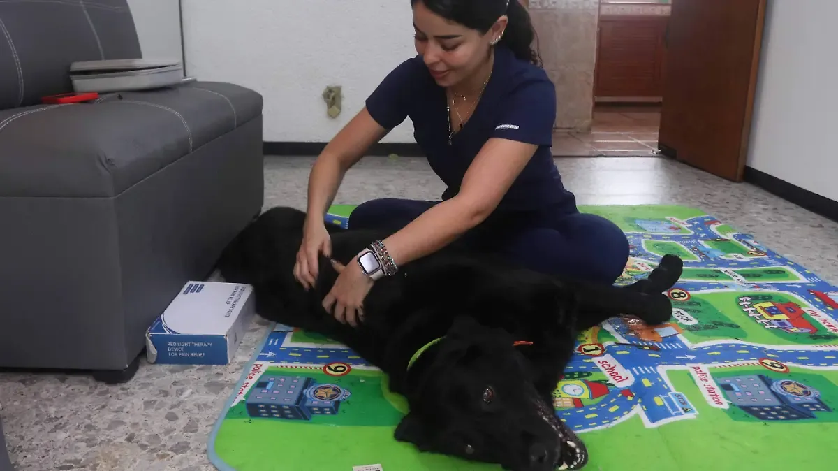 Crece demanda de servicios para mascotas; dueños se preocupan más por salud y bienestar