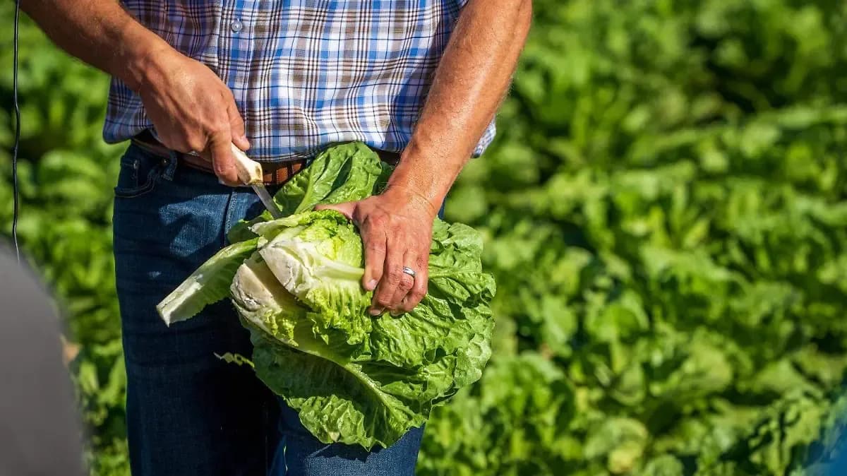 Investigan lechuga producida en Guanajuato por brote que ciclosporiasis en Estados Unidos