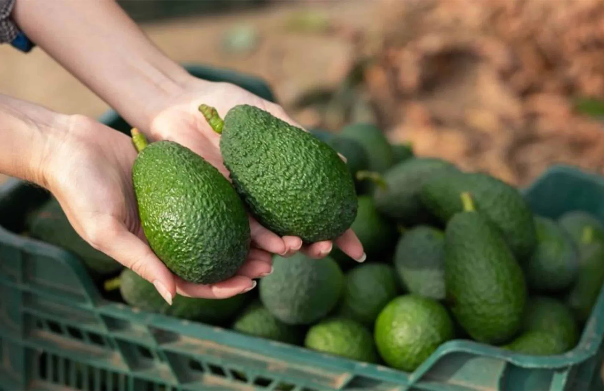 Estados Unidos reactiva parcialmente inspecciones de aguacate mexicano tras alerta de seguridad