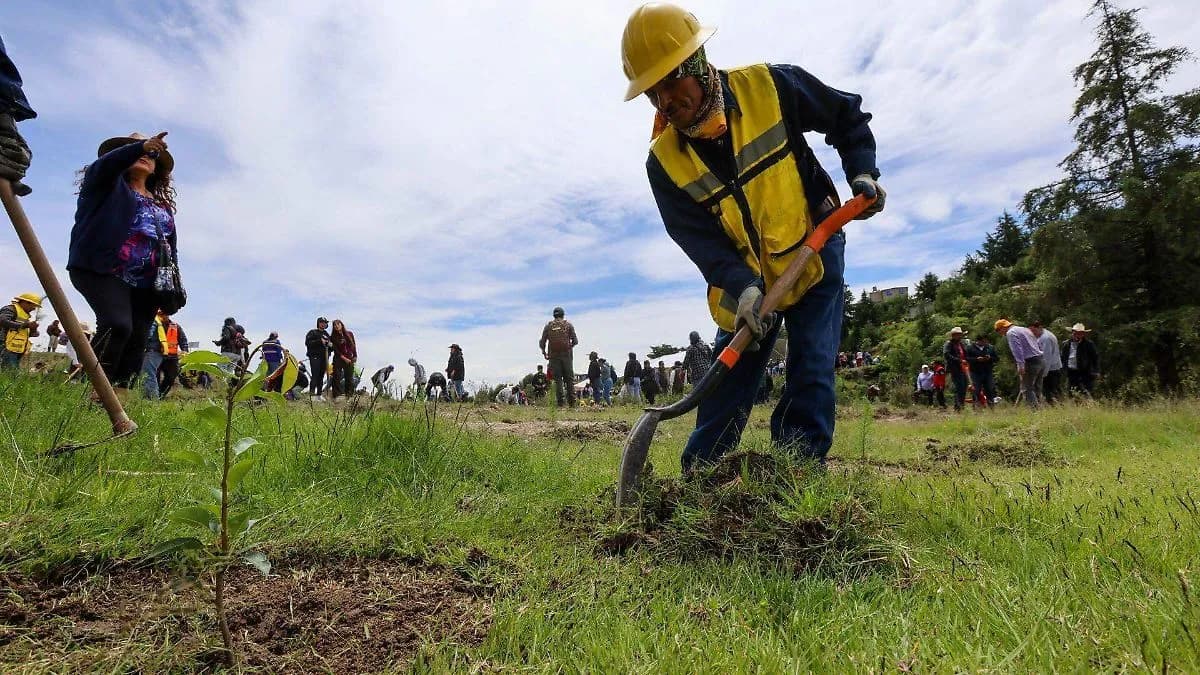 Jornada Nacional de Reforestación moviliza a 235 mil personas para plantar 6.6 millones de árboles