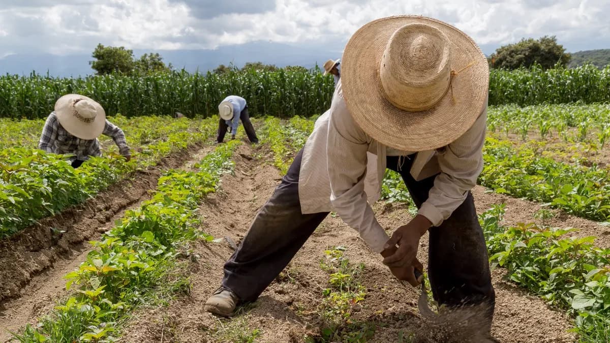 Sembrando Vida abre nueva incorporación con apoyo mensual de 6 mil 450 pesos