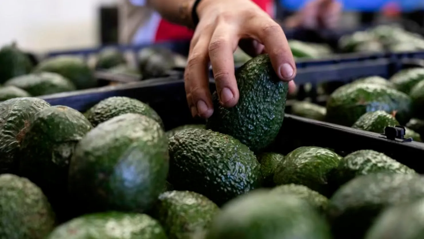 Exportaciones mexicanas de aguacate y fresa caen más de 20% en 2026