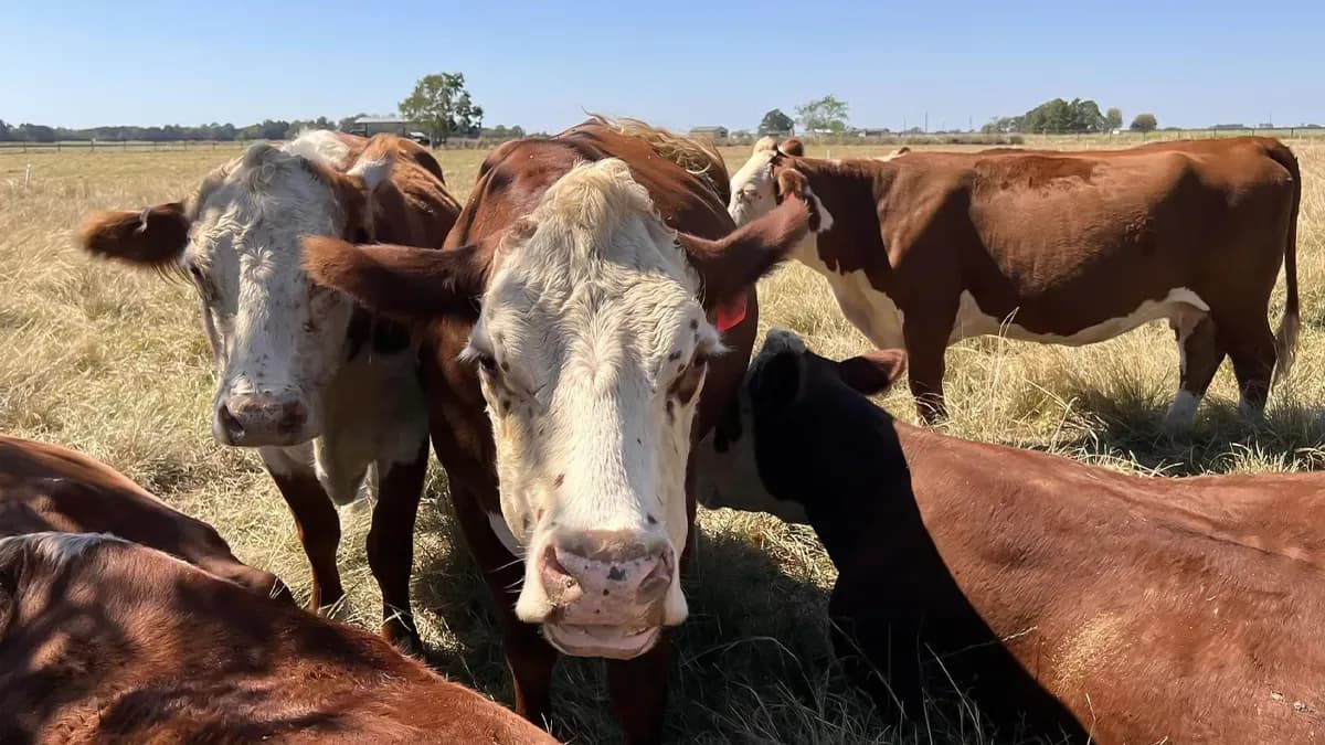 Falta de ganado mexicano provoca cierres de plantas y carne más cara en Estados Unidos