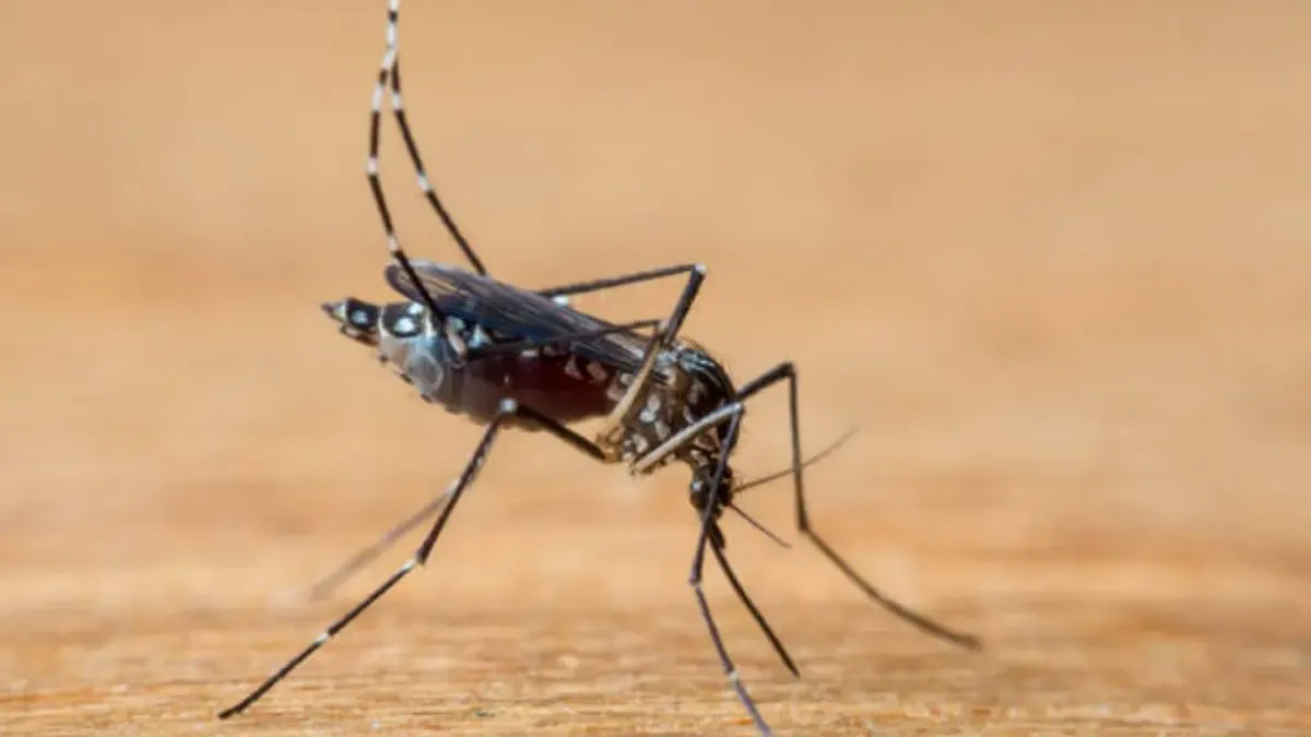 México emprende una jornada nacional contra dengue, zika y chikungunya en las 32 entidades