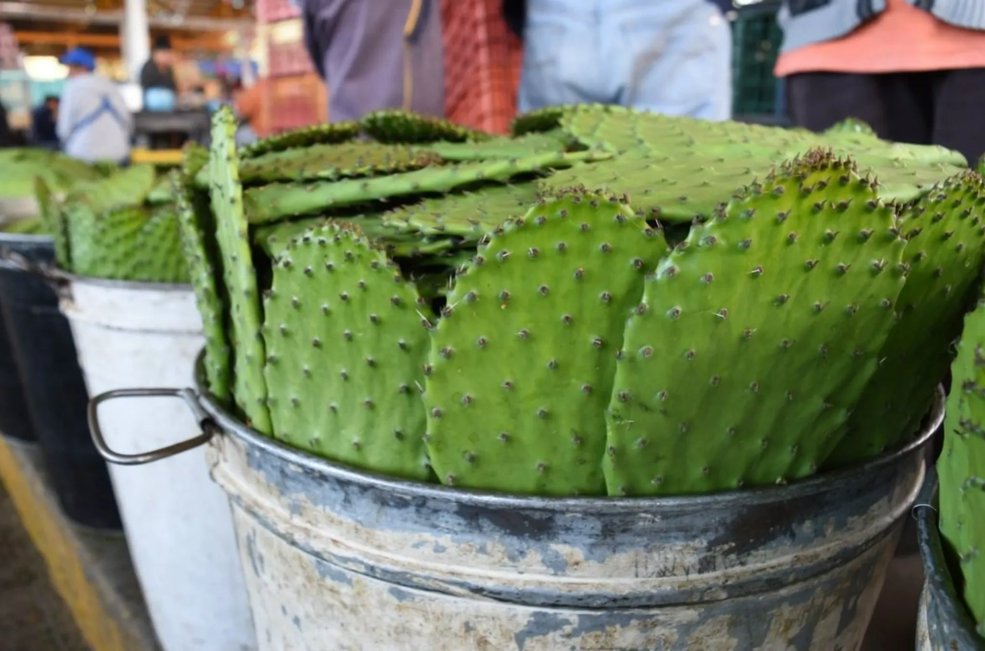 Feria del Nopal reúne a 100 expositores y conciertos gratuitos en la CDMX