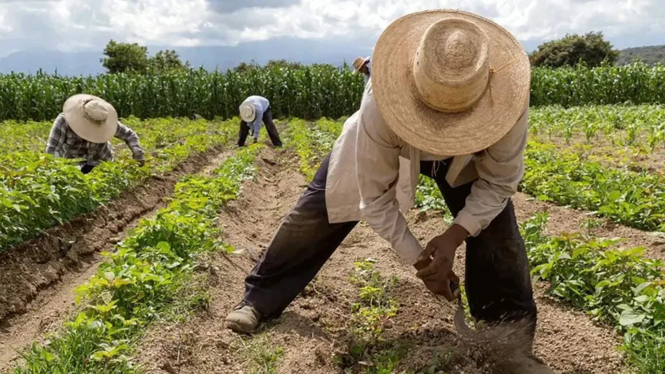 Más de 6 millones de mexicanos trabajan para producir los alimentos que llegan a la mesa