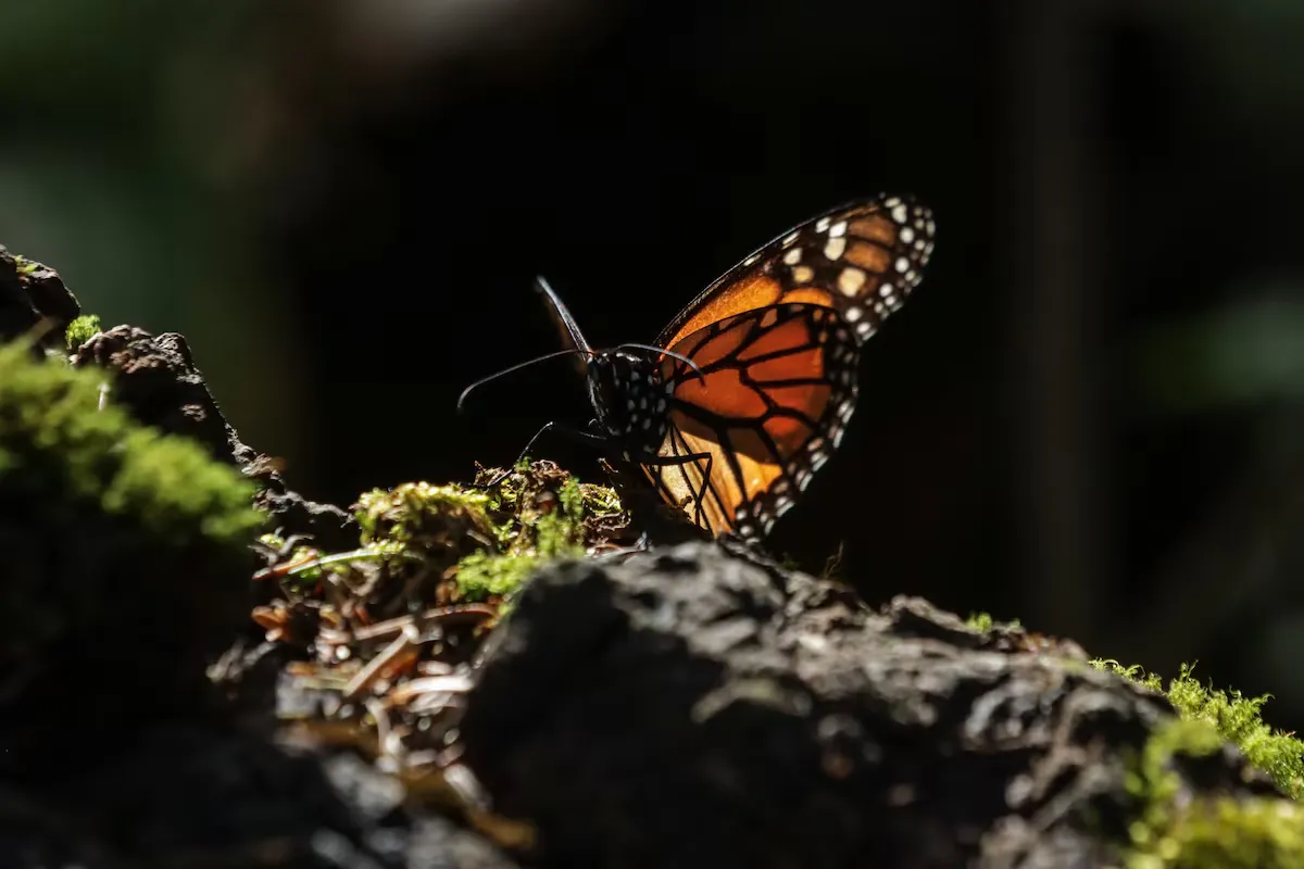 Mariposas monarca comienzan su viaje hacia los bosques de México