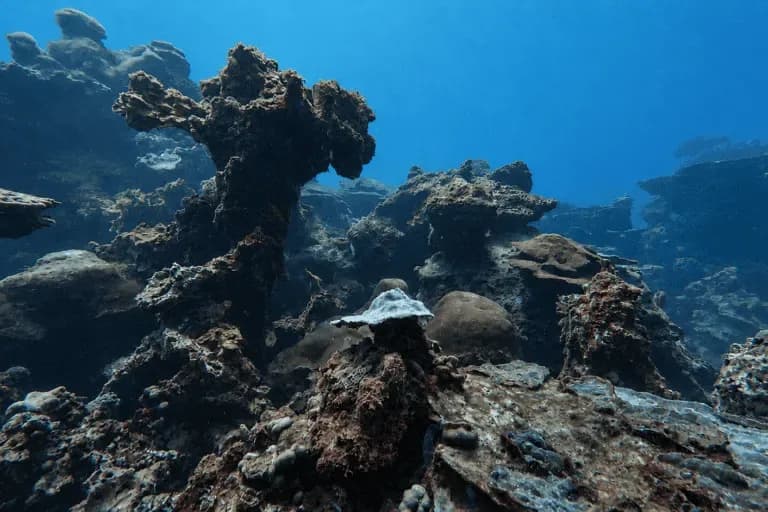 Un corredor submarino del Golfo de México reúne al menos 125 arrecifes