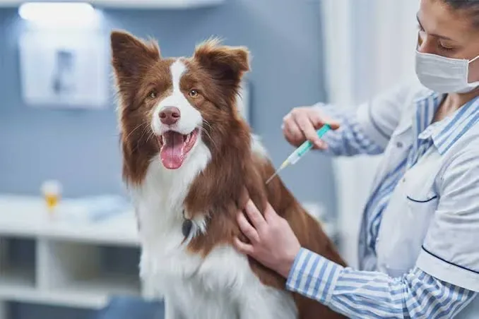Día Mundial contra la Rabia pone el foco en la vacunación de perros