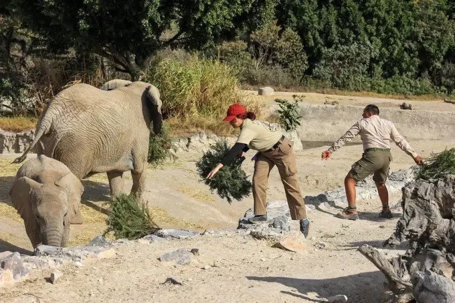 Africam Safari abre espacios para trabajar y hacer prácticas con animales