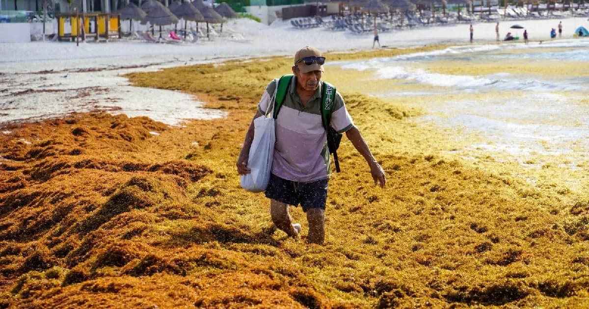 México y el Caribe buscan convertir el sargazo en una nueva industria