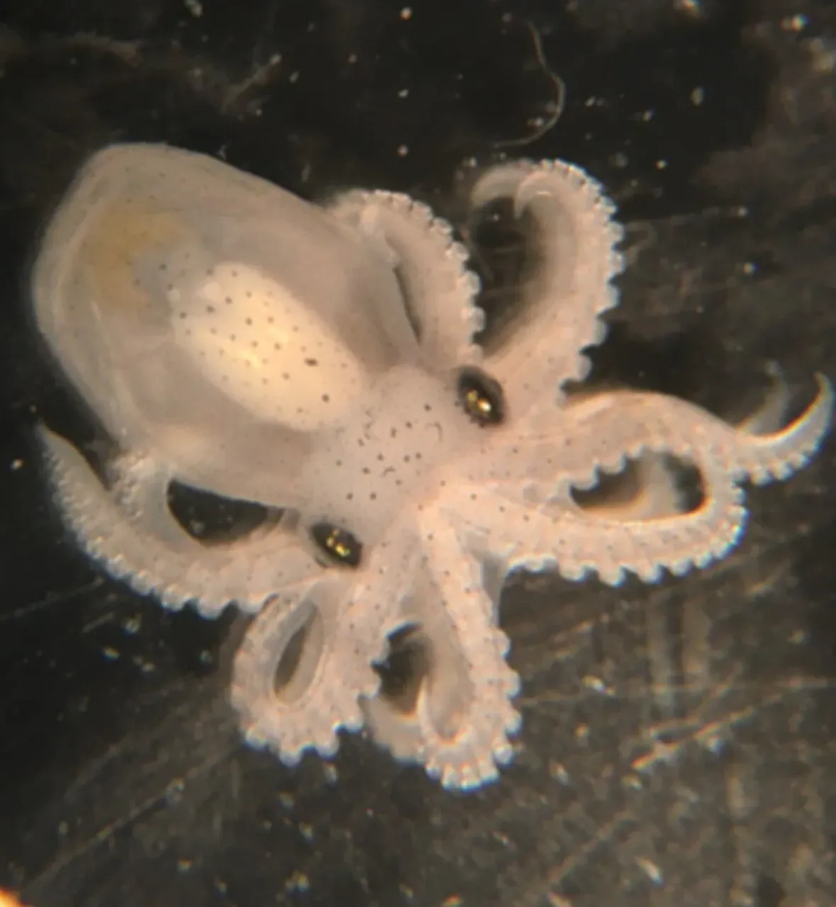 Reorganización del ADN podría ayudar a explicar los cerebros complejos de pulpos y calamares