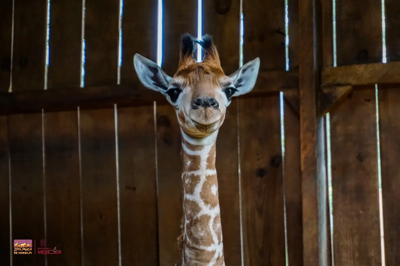 Zoológico de Morelia recibe una nueva cría de jirafa reticulada