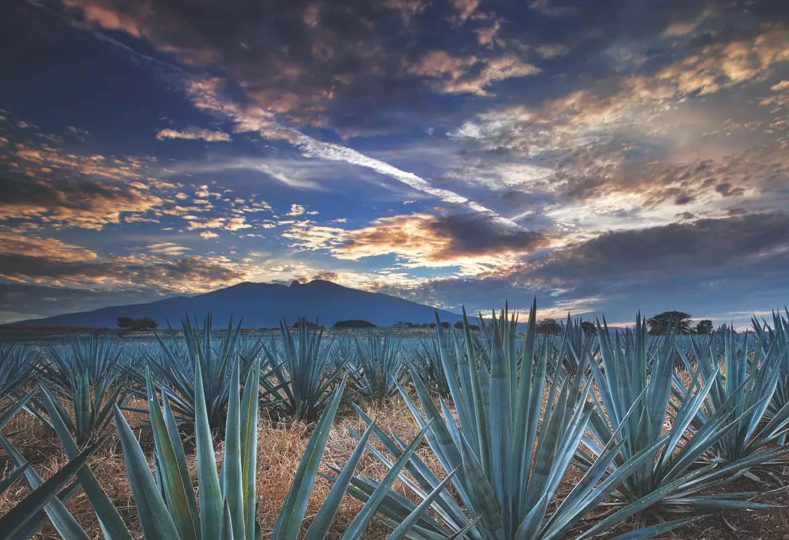 México concentra cerca de tres cuartas partes de las especies de agave del mundo