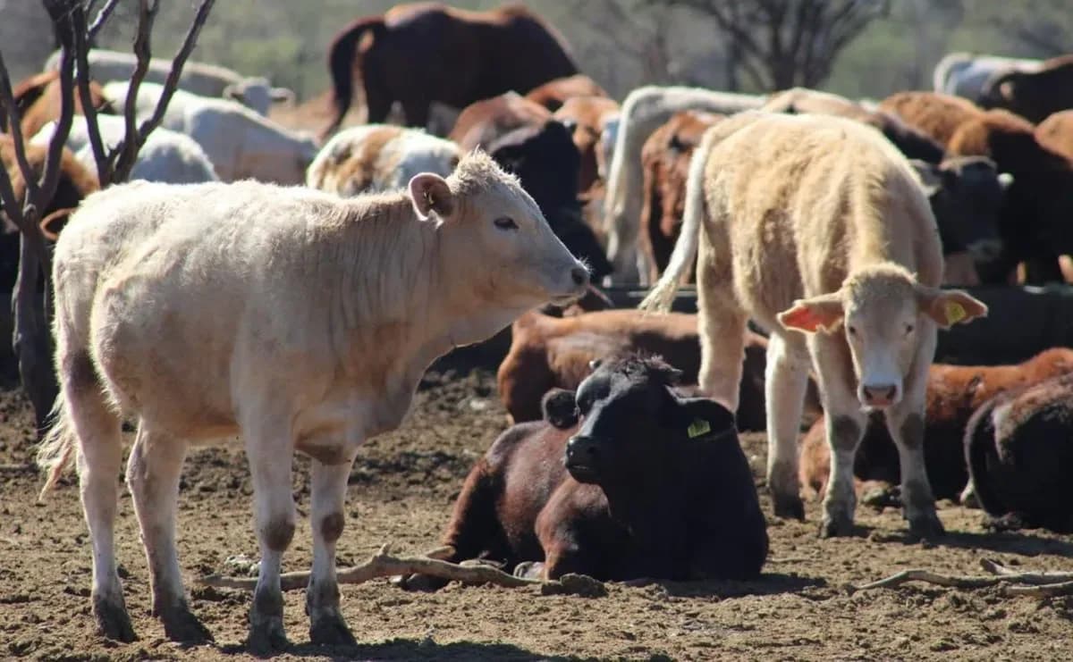Reanudan exportaciones de ganado por Agua Prieta tras descartar una enfermedad