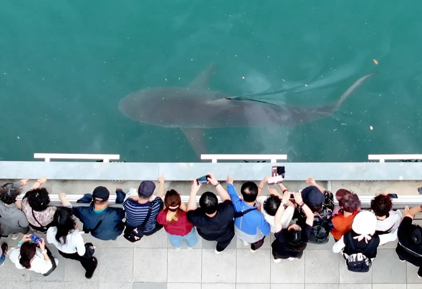 El tiburón Bukangi volvió al mar tras pasar un mes en un canal