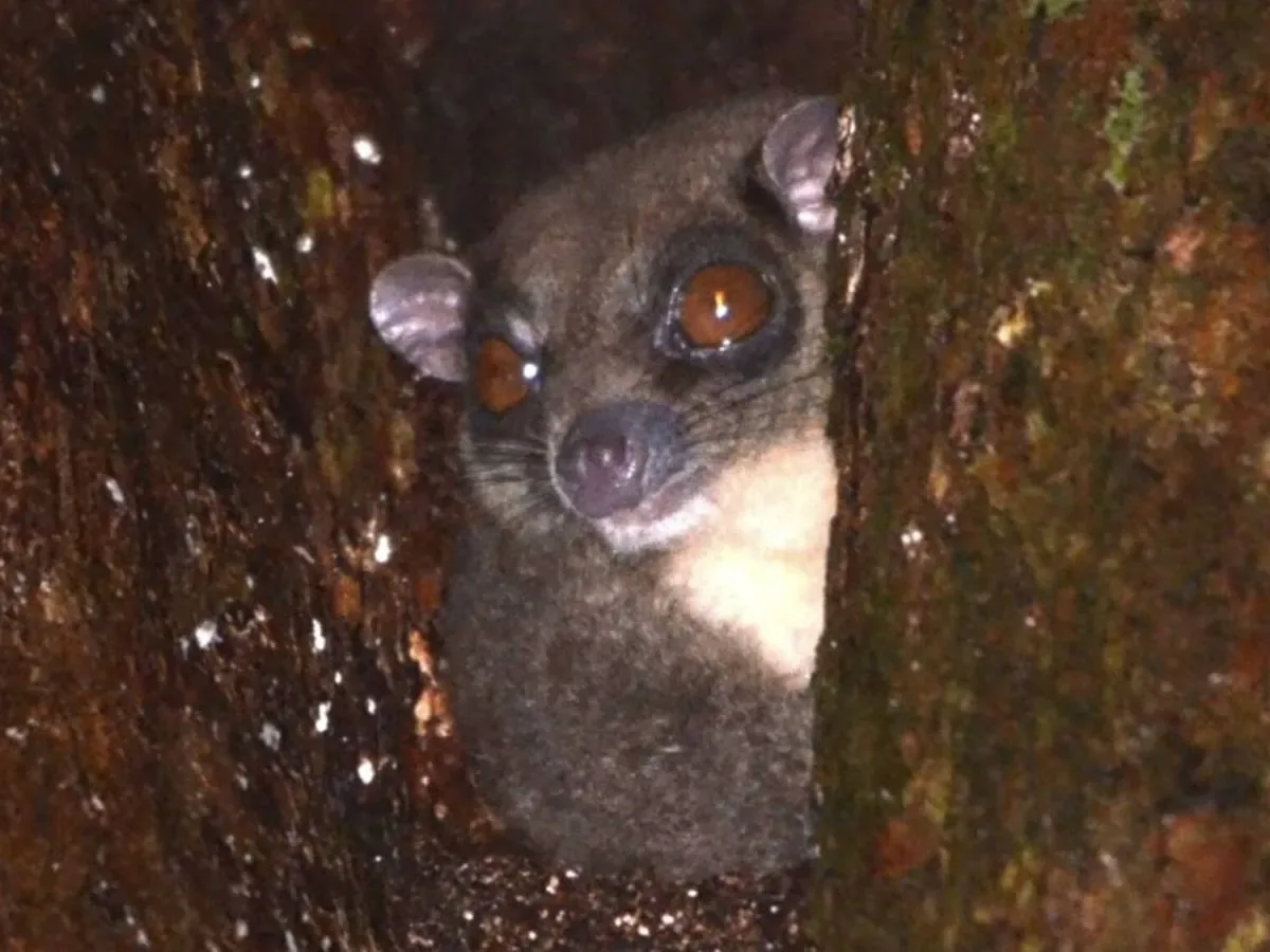 Un primate que se creía posiblemente extinto reaparece en Indonesia