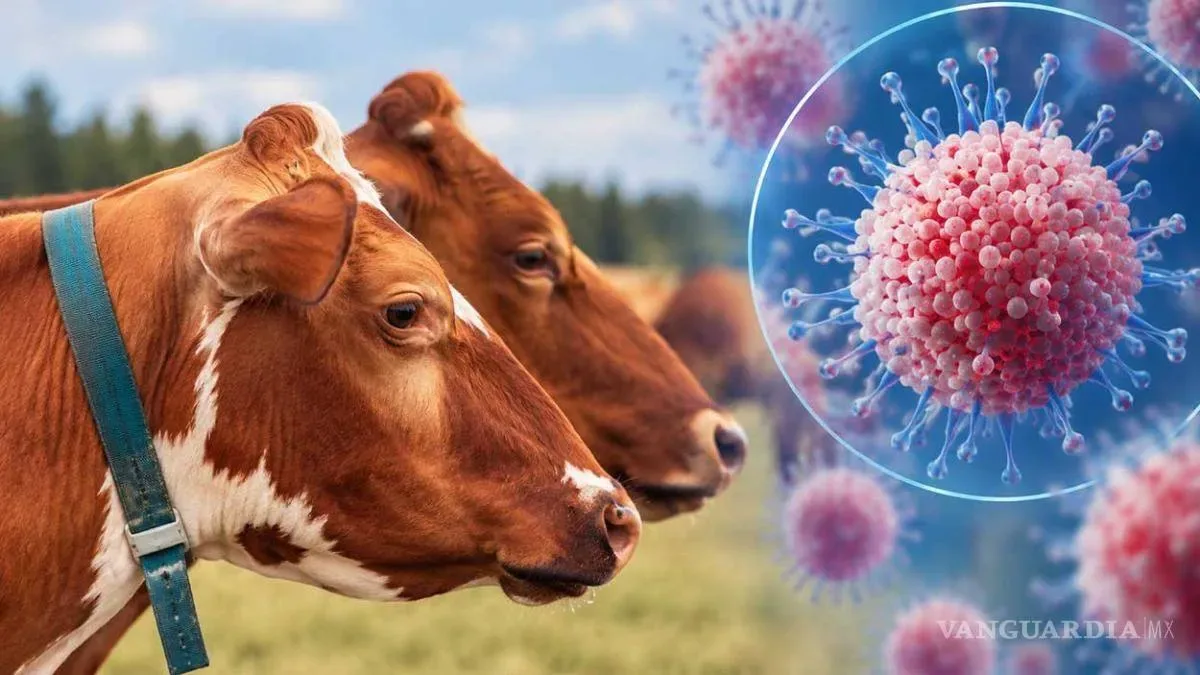 Francia detecta el primer caso humano del virus Shamonda